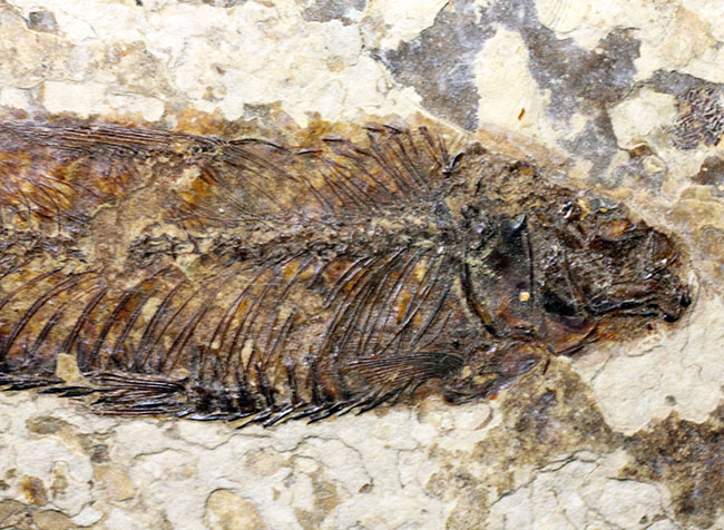 米国ワイオミング州の公式化石、およそ５０００万年前の古代魚、ナイティア（Knightia eocaena）の化石（その8）