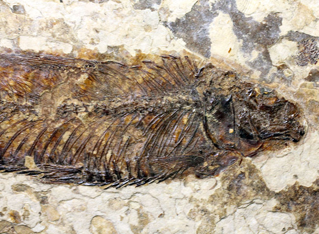 米国ワイオミング州の公式化石、およそ5000万年前の古代魚、ナイティア(Knightia eocaena)の化石(その8)