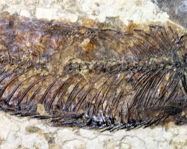 米国ワイオミング州の公式化石、およそ５０００万年前の古代魚、ナイティア（Knightia eocaena）の化石（その9）