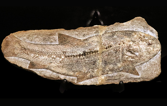 27センチ級の大型標本!現生のどの魚ともつながりを持たない、1億年前の絶滅古代魚、タリアス・アラリピス(Tharrhias araripis)(その1)