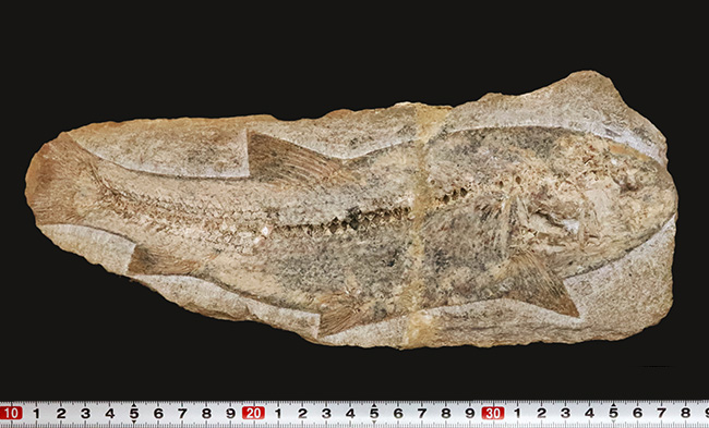 27センチ級の大型標本!現生のどの魚ともつながりを持たない、1億年前の絶滅古代魚、タリアス・アラリピス(Tharrhias araripis)(その10)
