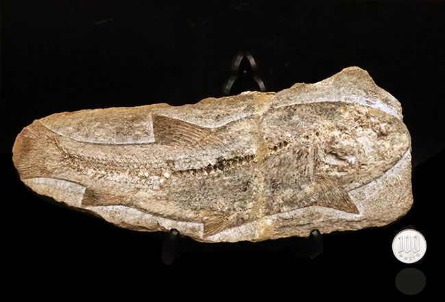 27センチ級の大型標本！現生のどの魚ともつながりを持たない、1億年前