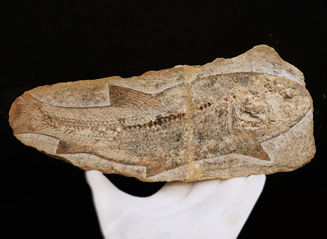 27センチ級の大型標本!現生のどの魚ともつながりを持たない、1億年前の絶滅古代魚、タリアス・アラリピス(Tharrhias araripis)(その2)