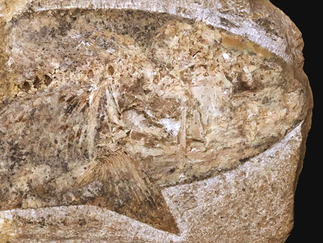 27センチ級の大型標本!現生のどの魚ともつながりを持たない、1億年前の絶滅古代魚、タリアス・アラリピス(Tharrhias araripis)(その3)