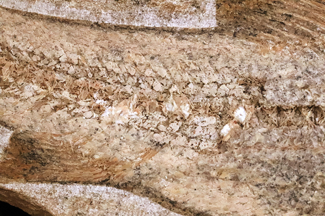 27センチ級の大型標本!現生のどの魚ともつながりを持たない、1億年前の絶滅古代魚、タリアス・アラリピス(Tharrhias araripis)(その6)