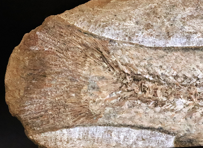 27センチ級の大型標本!現生のどの魚ともつながりを持たない、1億年前の絶滅古代魚、タリアス・アラリピス(Tharrhias araripis)(その7)