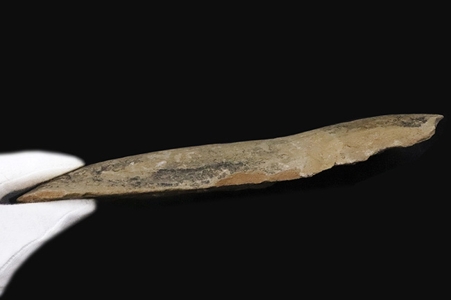 27センチ級の大型標本!現生のどの魚ともつながりを持たない、1億年前の絶滅古代魚、タリアス・アラリピス(Tharrhias araripis)(その9)
