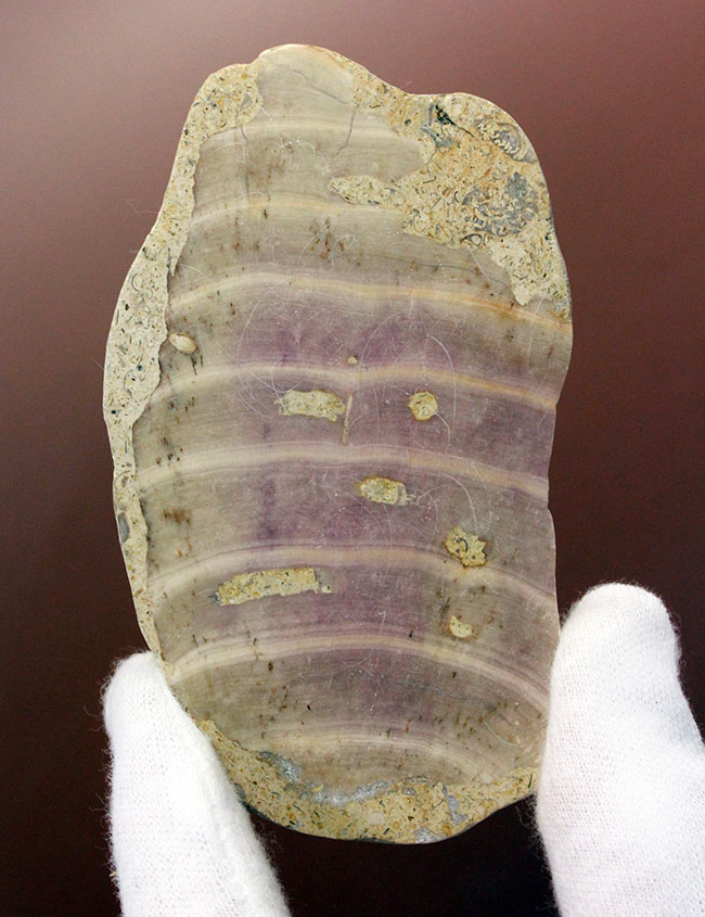 植物なのか?動物なのか?イングランド産ジュラ紀の生物、ソレノポラ(Solenopora jurassica)の磨き化石(その1)