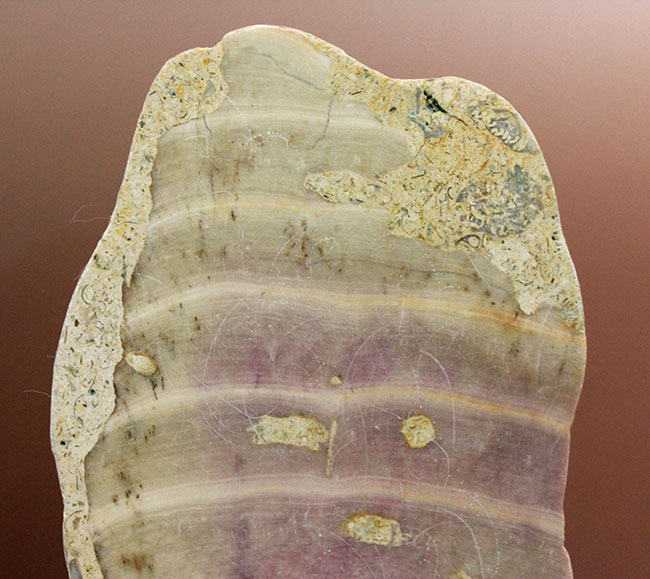 植物なのか？動物なのか？イングランド産ジュラ紀の生物、ソレノポラ（Solenopora jurassica）の磨き化石（その2）