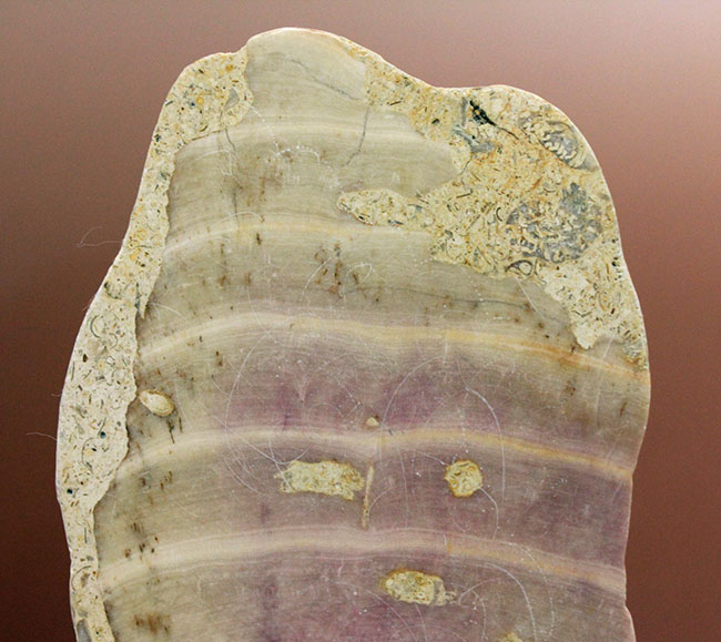 植物なのか?動物なのか?イングランド産ジュラ紀の生物、ソレノポラ(Solenopora jurassica)の磨き化石(その2)