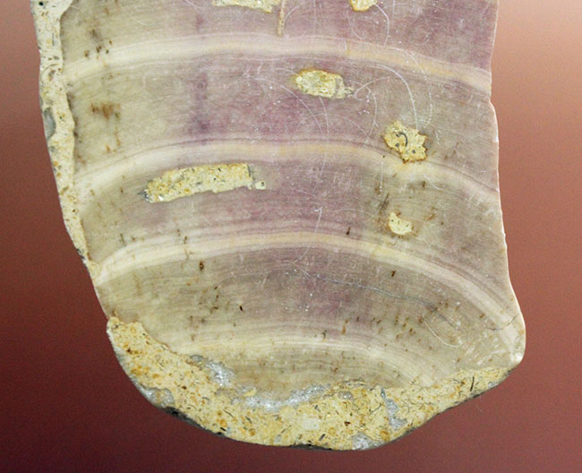 植物なのか？動物なのか？イングランド産ジュラ紀の生物、ソレノポラ（Solenopora jurassica）の磨き化石（その4）
