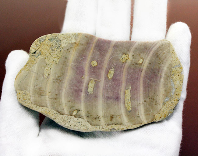 植物なのか?動物なのか?イングランド産ジュラ紀の生物、ソレノポラ(Solenopora jurassica)の磨き化石(その5)