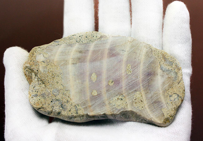 植物なのか?動物なのか?イングランド産ジュラ紀の生物、ソレノポラ(Solenopora jurassica)の磨き化石(その6)