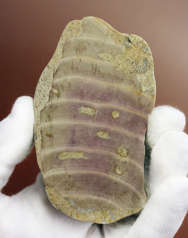 植物なのか?動物なのか?イングランド産ジュラ紀の生物、ソレノポラ(Solenopora jurassica)の磨き化石(その7)