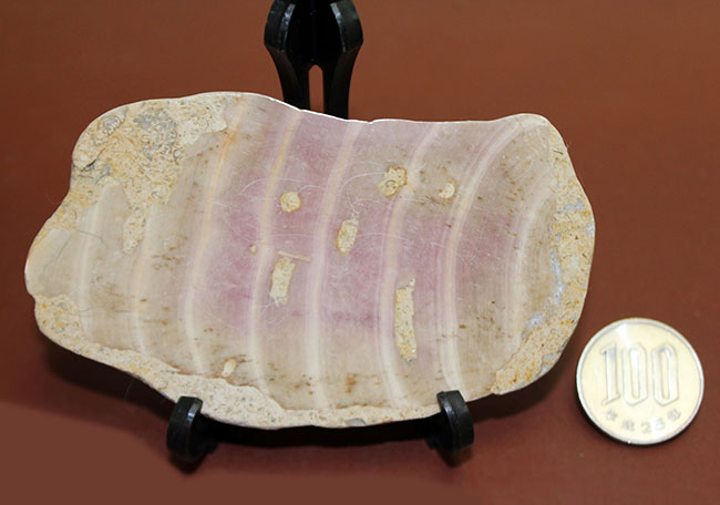 植物なのか？動物なのか？イングランド産ジュラ紀の生物、ソレノポラ（Solenopora jurassica）の磨き化石（その8）