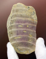 植物なのか？動物なのか？イングランド産ジュラ紀の生物、ソレノポラ（Solenopora jurassica）の磨き化石