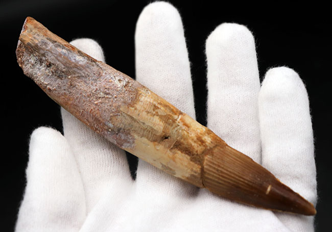 歯化石　恐竜　アフリカ獣脚類　極美麗 美形！史上最大級の獣脚類の一つ、アフリカの王者