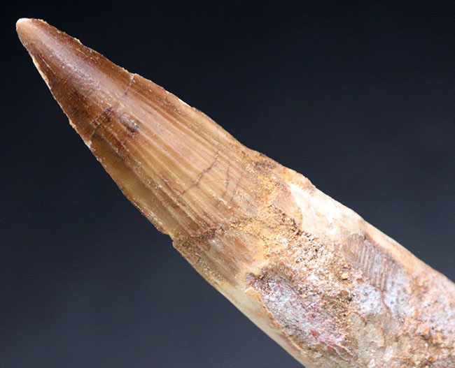 12センチ級！およそ1億年前の北アフリカに棲息していた巨大な獣脚類