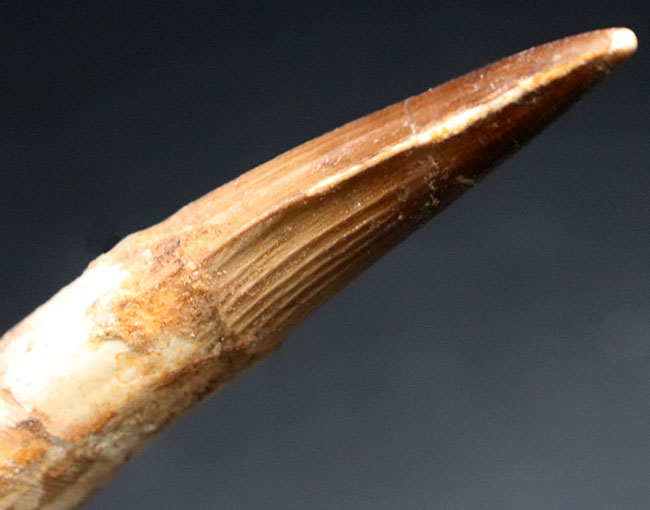 歯化石　恐竜　アフリカ獣脚類　極美麗 美形！史上最大級の獣脚類の一つ、アフリカの王者