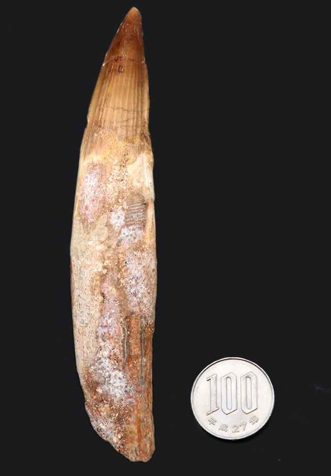 歯化石　恐竜　アフリカ獣脚類　極美麗 美形！史上最大級の獣脚類の一つ、アフリカの王者