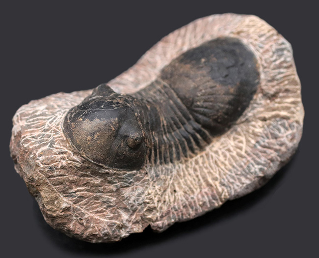 大きな尾板が特徴的、カーブ計測８５ミリ、大きなパラレジュルス（Paralejurus）の化石（その1）