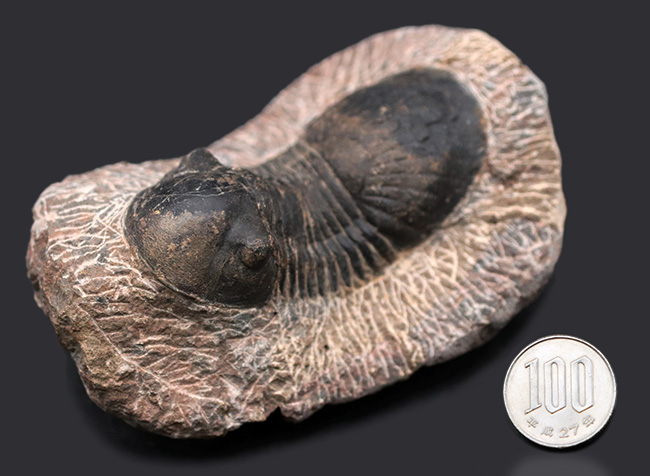 大きな尾板が特徴的、カーブ計測８５ミリ、大きなパラレジュルス（Paralejurus）の化石（その10）