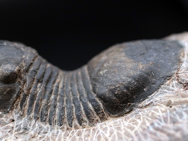 大きな尾板が特徴的、カーブ計測８５ミリ、大きなパラレジュルス（Paralejurus）の化石（その5）