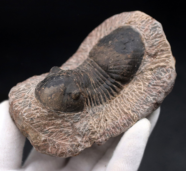 大きな尾板が特徴的、カーブ計測８５ミリ、大きなパラレジュルス（Paralejurus）の化石（その7）