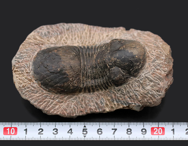 大きな尾板が特徴的、カーブ計測８５ミリ、大きなパラレジュルス（Paralejurus）の化石（その9）