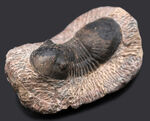 大きな尾板が特徴的、カーブ計測８５ミリ、大きなパラレジュルス（Paralejurus）の化石