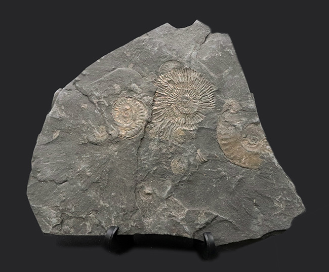 サービスプライス！ドイツ・ホルツマーデン地方で採集されたジュラ紀のアンモナイト、ダクチリオセラスの群集化石（Dactylioceras）（その1）