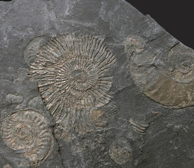 サービスプライス！ドイツ・ホルツマーデン地方で採集されたジュラ紀のアンモナイト、ダクチリオセラスの群集化石（Dactylioceras）（その2）