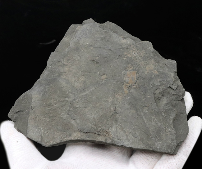 サービスプライス！ドイツ・ホルツマーデン地方で採集されたジュラ紀のアンモナイト、ダクチリオセラスの群集化石（Dactylioceras）（その3）