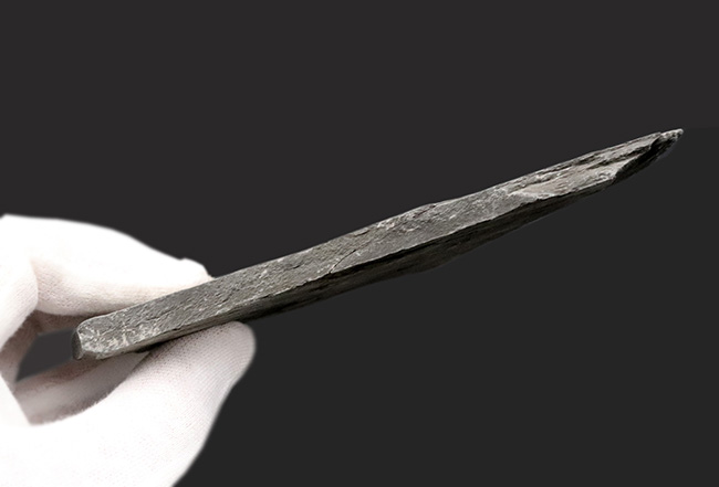 アンモナイト　ダクチリオセラス　化石　ドイツ　ホルツマーデン 産 あのドイツ・ホルツマーデン産！ジュラ紀を代表するアンモナイト