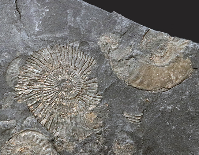 サービスプライス！ドイツ・ホルツマーデン地方で採集されたジュラ紀のアンモナイト、ダクチリオセラスの群集化石（Dactylioceras）（その5）