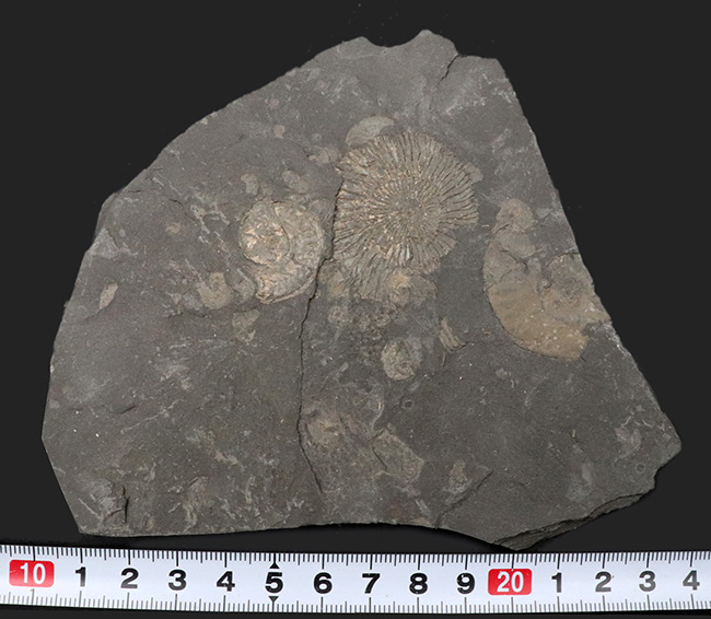サービスプライス！ドイツ・ホルツマーデン地方で採集されたジュラ紀のアンモナイト、ダクチリオセラスの群集化石（Dactylioceras）（その6）