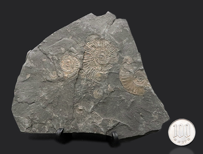 サービスプライス！ドイツ・ホルツマーデン地方で採集されたジュラ紀のアンモナイト、ダクチリオセラスの群集化石（Dactylioceras）（その7）