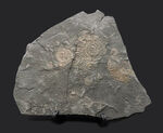 サービスプライス！ドイツ・ホルツマーデン地方で採集されたジュラ紀のアンモナイト、ダクチリオセラスの群集化石（Dactylioceras）