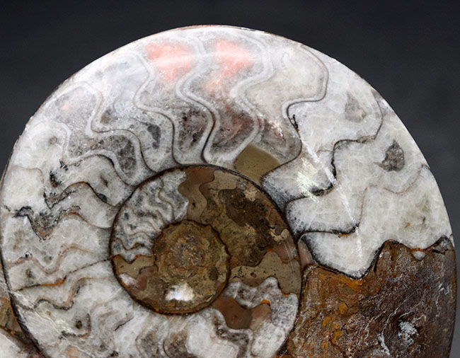 一部だけ明るい桜色に染まった面白いゴニアタイト（Goniatite