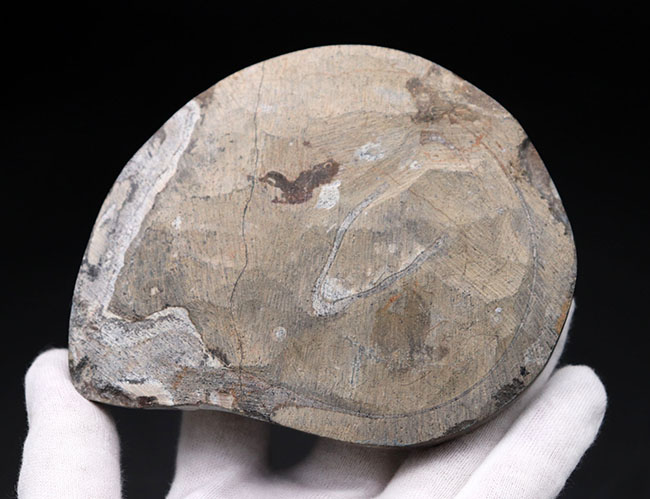 【こし】【超希少/近々値上げします】ゴアニアタイト化石　インテリア 古生代 アンモナイト ゴニアタイト 化石 本物 モロッコ産 53.03mm