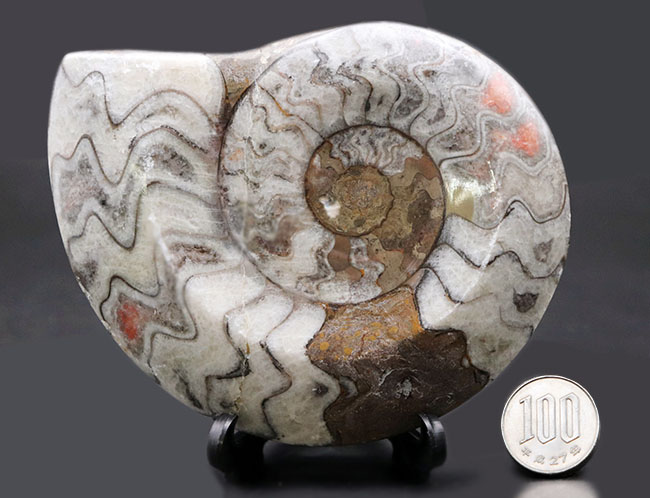 約4億年以上前‼️超希少✡️ゴニアタイト 珍しい！ありそうで中々ないアンモナイトの祖先、ゴニアタイト