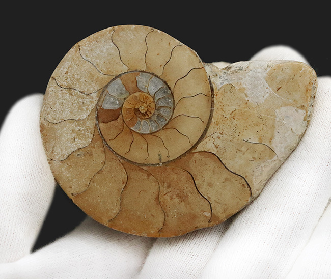 k*u様 アンモナイト化石（92） k*u様 アンモナイト化石（92） k*u様 アンモナイト化石（92）