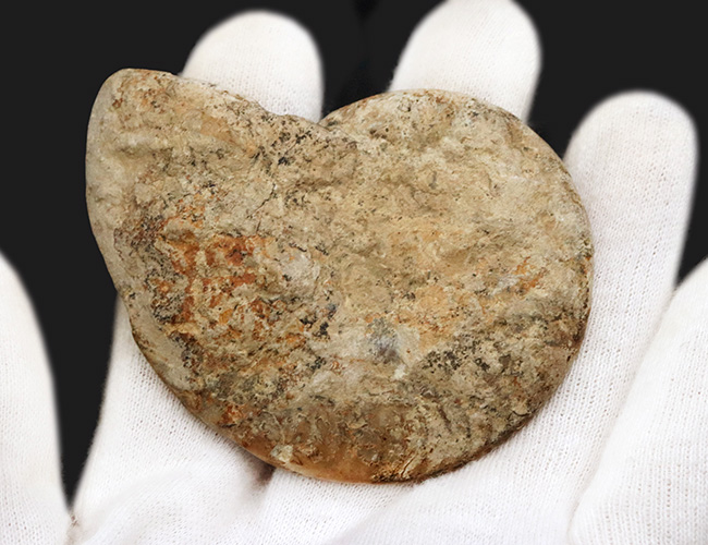 波打つ隔壁が面白い！化石の名産地、イングランド・ソマセットで採集