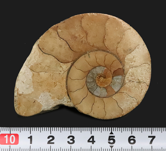 ハ*ト様 アンモナイト化石 30cm超 ハ*ト様 アンモナイト化石 30cm超 - メルカリ