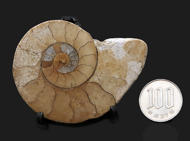 波打つ隔壁が面白い！化石の名産地、イングランド・ソマセットで採集