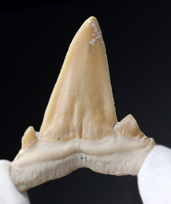 骨格 化石標本 サメの歯 超大型種 オトドゥス | www.esn-ub.org
