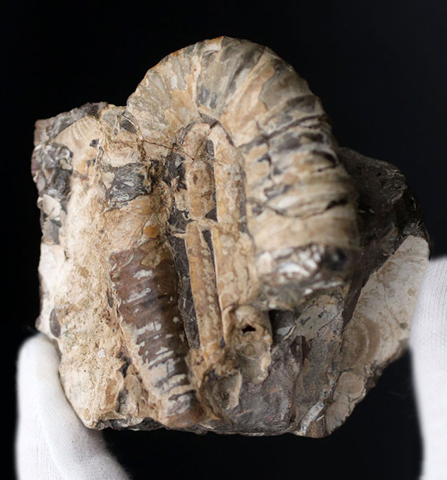 １８０度を二回、すなわち３６０度分、楽しめる、北海道を代表する異常巻きアンモナイトの一つ、ポリプチコセラス（Polyptychoceras)の化石（その1）