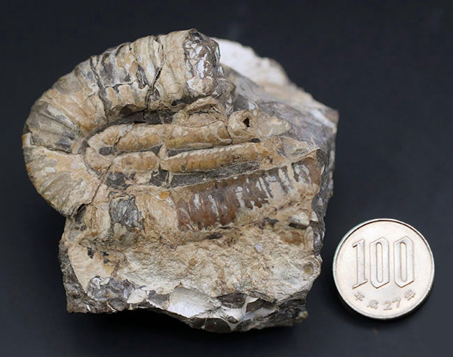 １８０度を二回、すなわち３６０度分、楽しめる、北海道を代表する異常巻きアンモナイトの一つ、ポリプチコセラス（Polyptychoceras)の化石（その10）