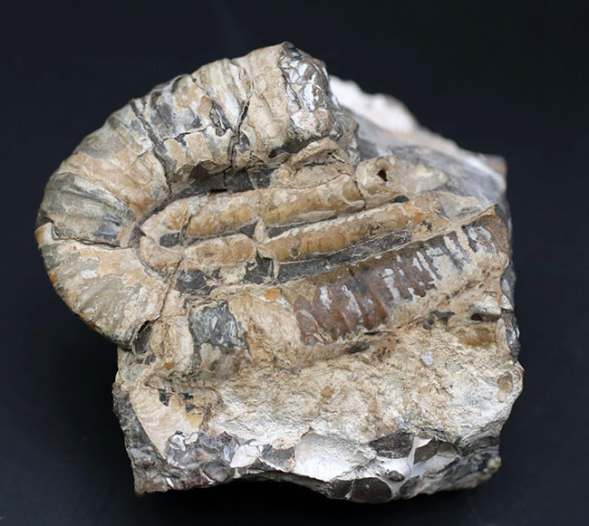 １８０度を二回、すなわち３６０度分、楽しめる、北海道を代表する異常巻きアンモナイトの一つ、ポリプチコセラス（Polyptychoceras)の化石（その2）