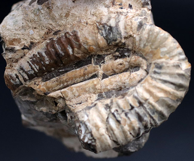 １８０度を二回、すなわち３６０度分、楽しめる、北海道を代表する異常巻きアンモナイトの一つ、ポリプチコセラス（Polyptychoceras)の化石（その3）